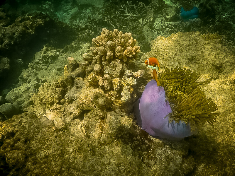 Scuba diving Maldives