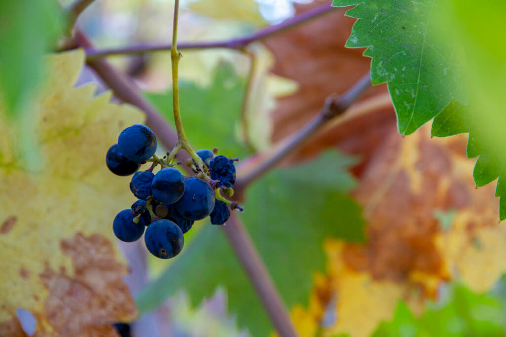 A Brief Visit to Beringer Vineyard