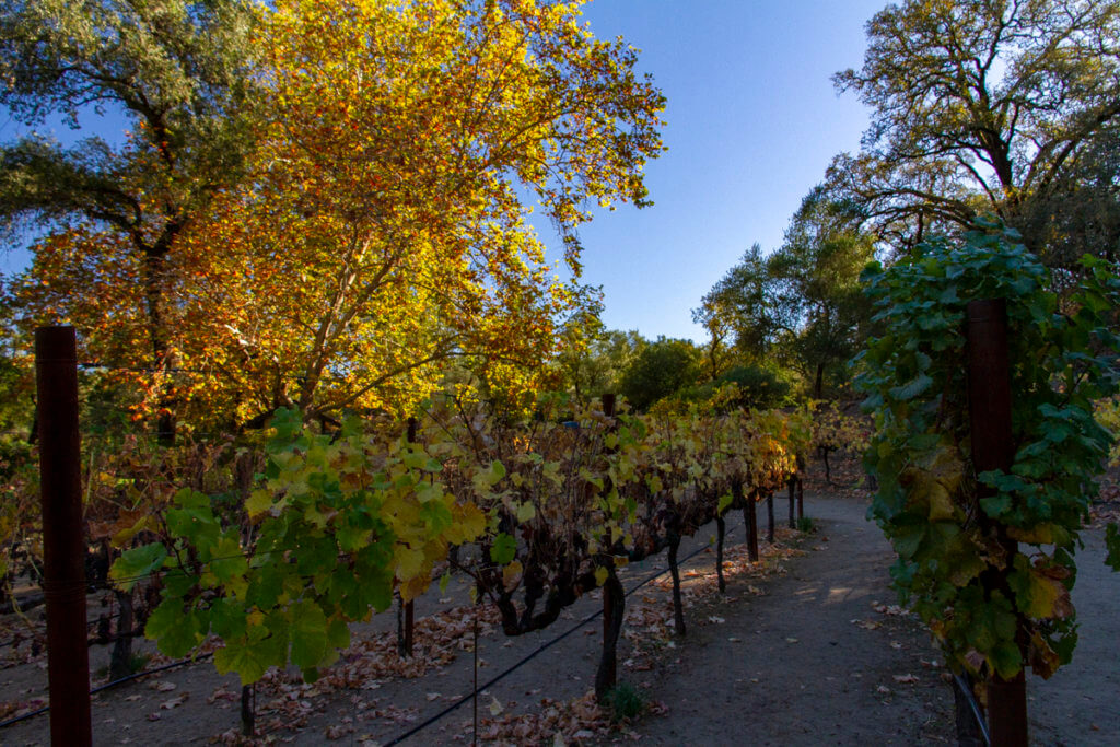 A Brief Visit to Beringer Vineyard