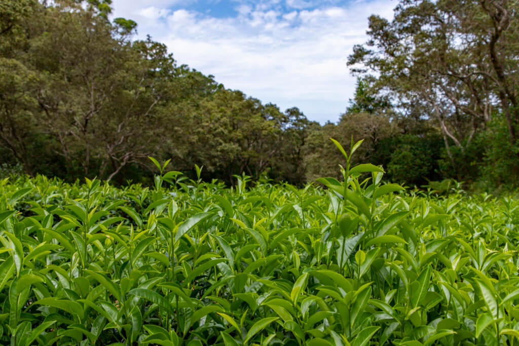 Tea Lovers Should Visit Hawaii Island