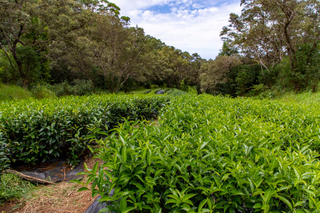 Tea Lovers Should Visit Hawaii Island