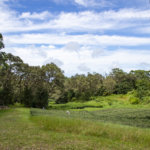 Tea Lovers Should Visit Hawaii Island