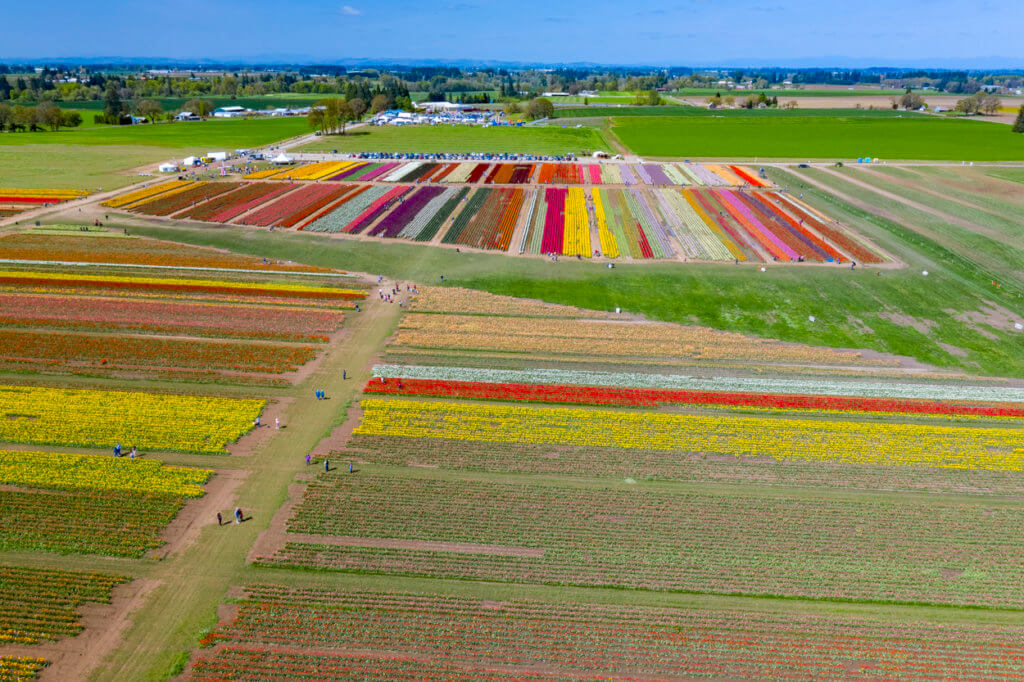 Wooden Shoe Tulip Festival