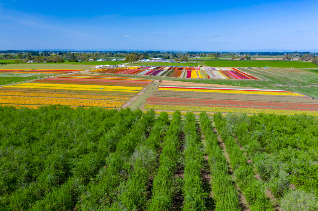 Wooden Shoe Tulip Festival
