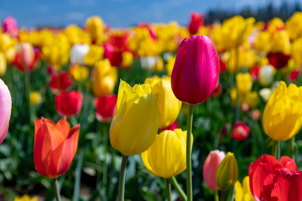 Wooden Shoe Tulip Festival