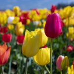 Wooden Shoe Tulip Festival