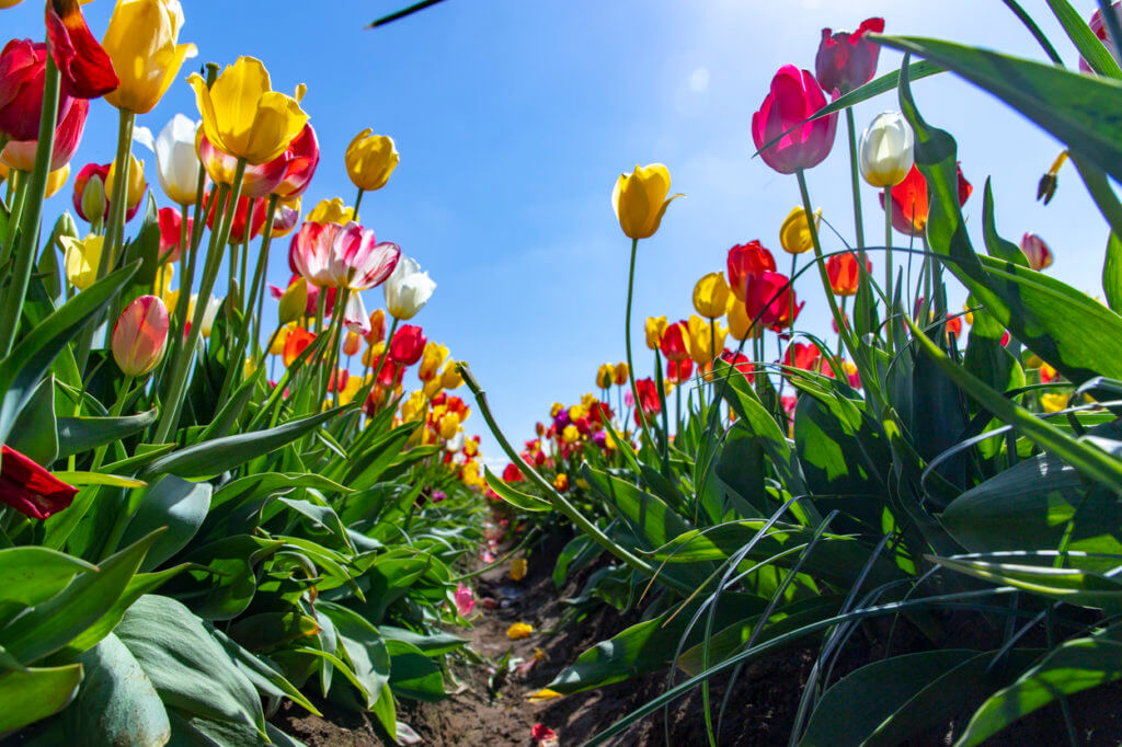 Wooden Shoe Tulip Festival