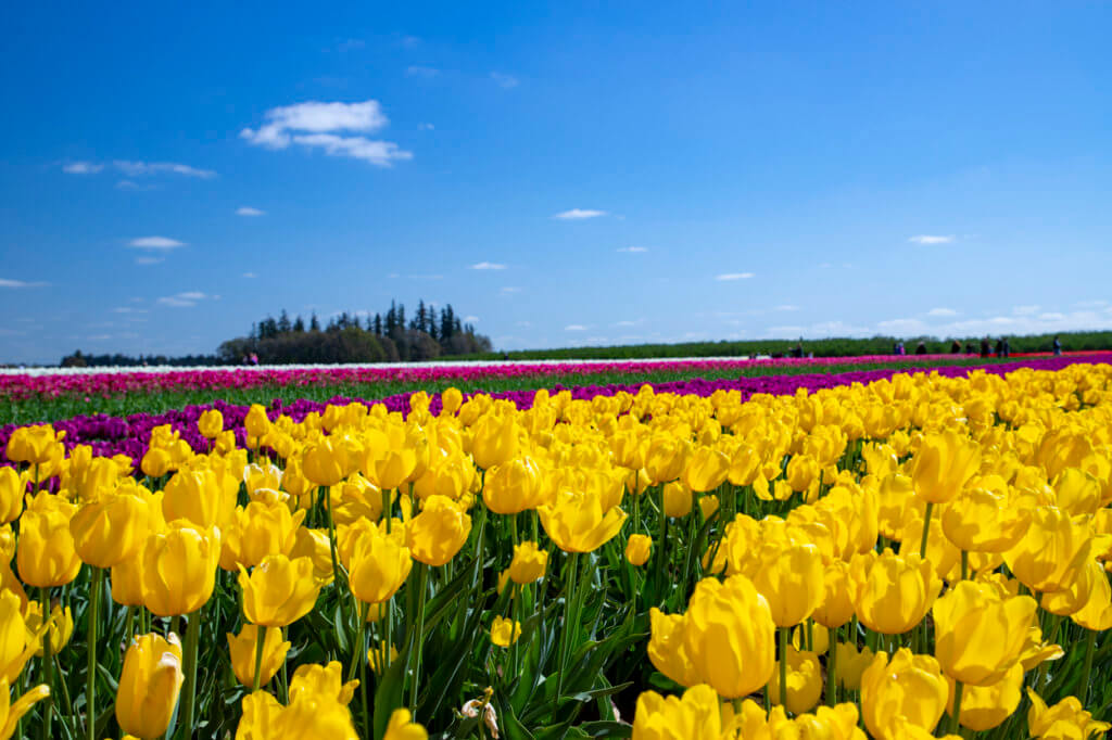 Wooden Shoe Tulip Festival