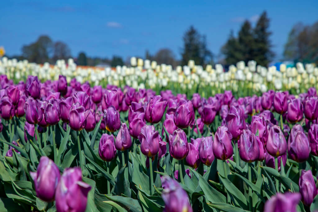 Wooden Shoe Tulip Festival