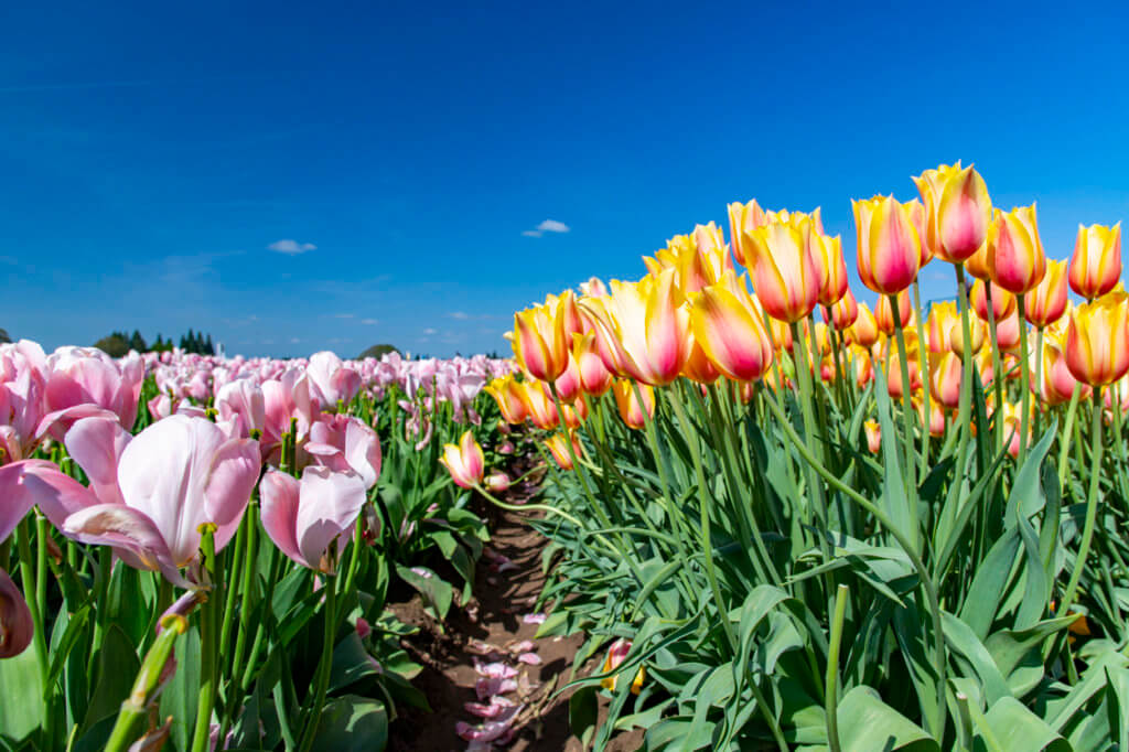 Wooden Shoe Tulip Festival