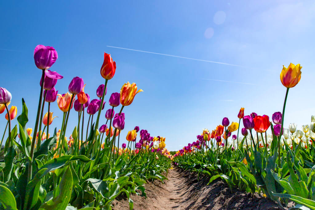 Wooden Shoe Tulip Festival