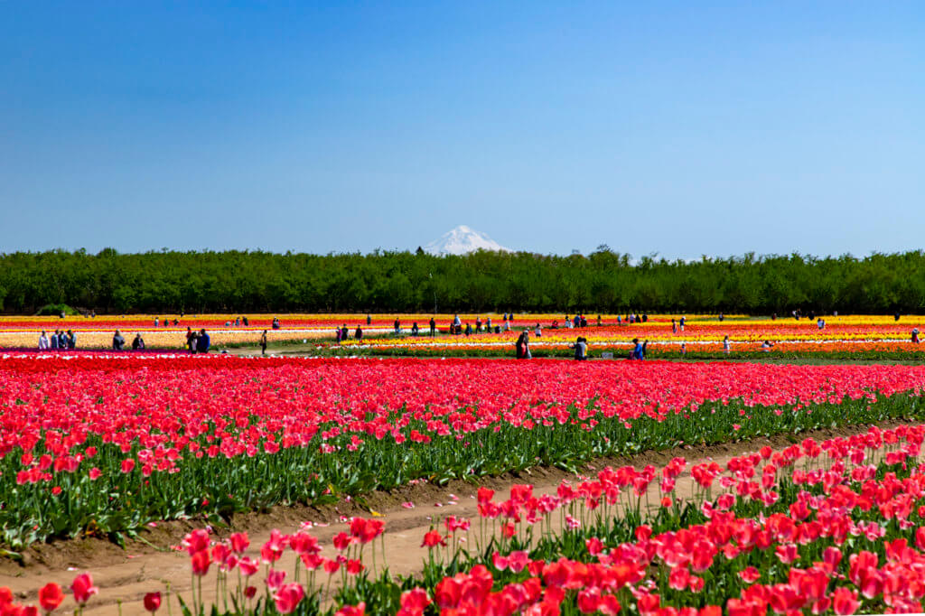 Wooden Shoe Tulip Festival