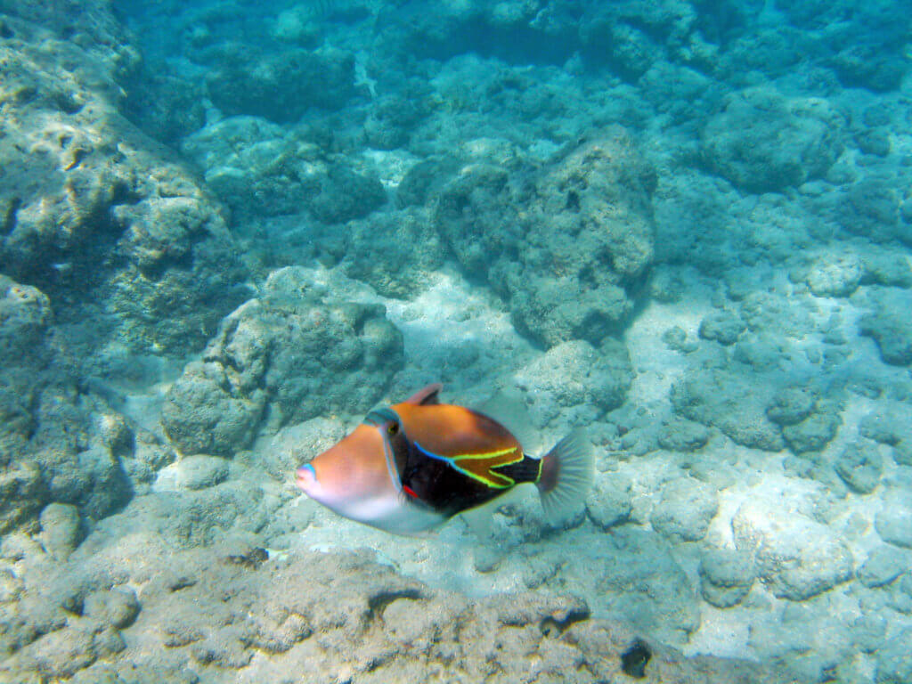 Hanauma Bay Makes Remarkable Recovery