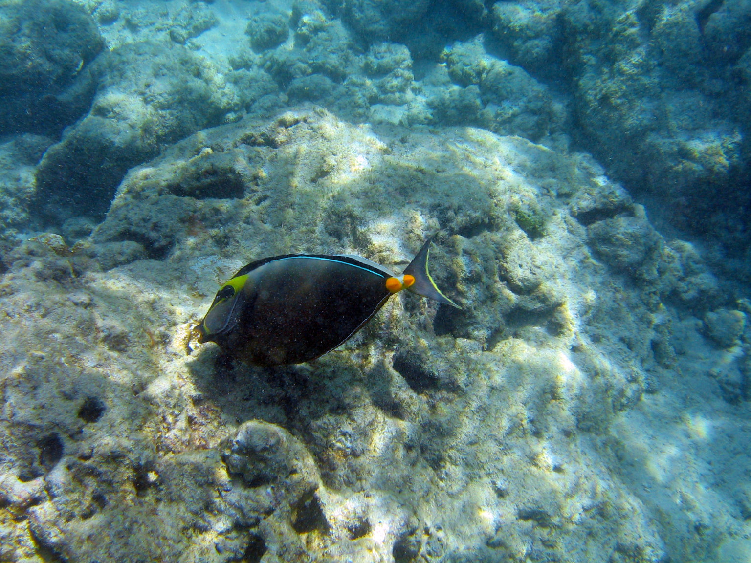 hanauma bay fee