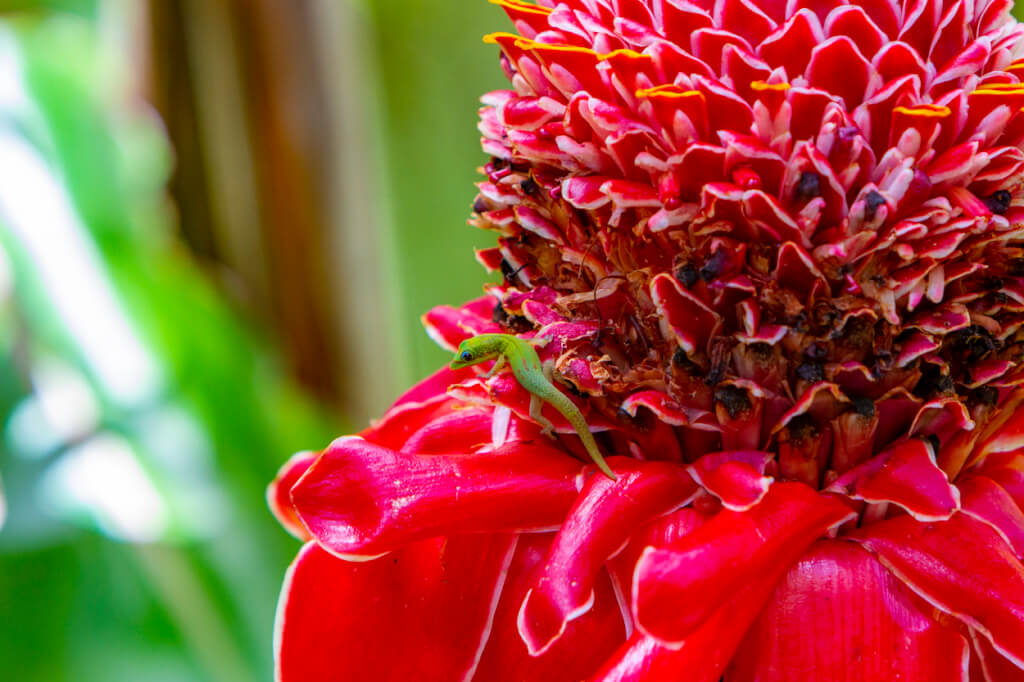 The Big Island Implements New Testing Requirements