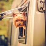 best pet friendly rvs for cats or dogs