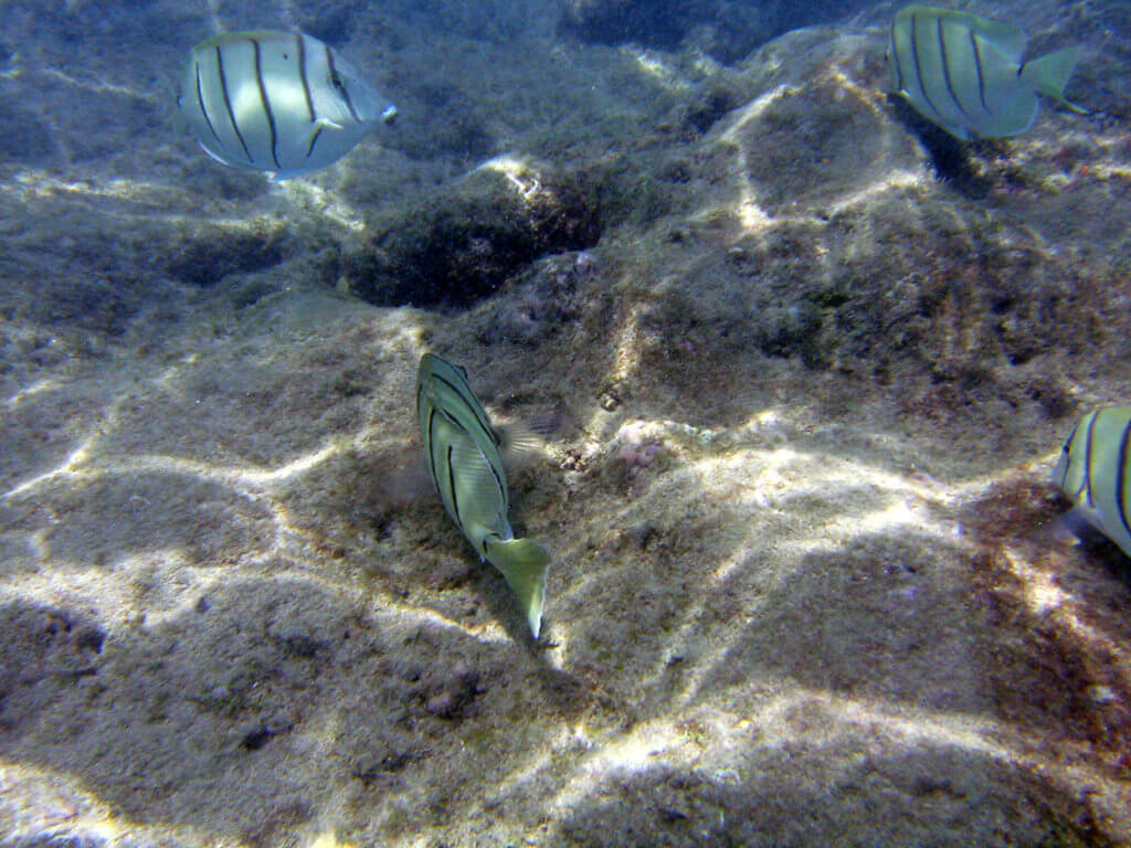 Walk-In Entry No Longer Permitted at Hanauma Bay