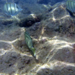 Walk-In Entry No Longer Permitted at Hanauma Bay