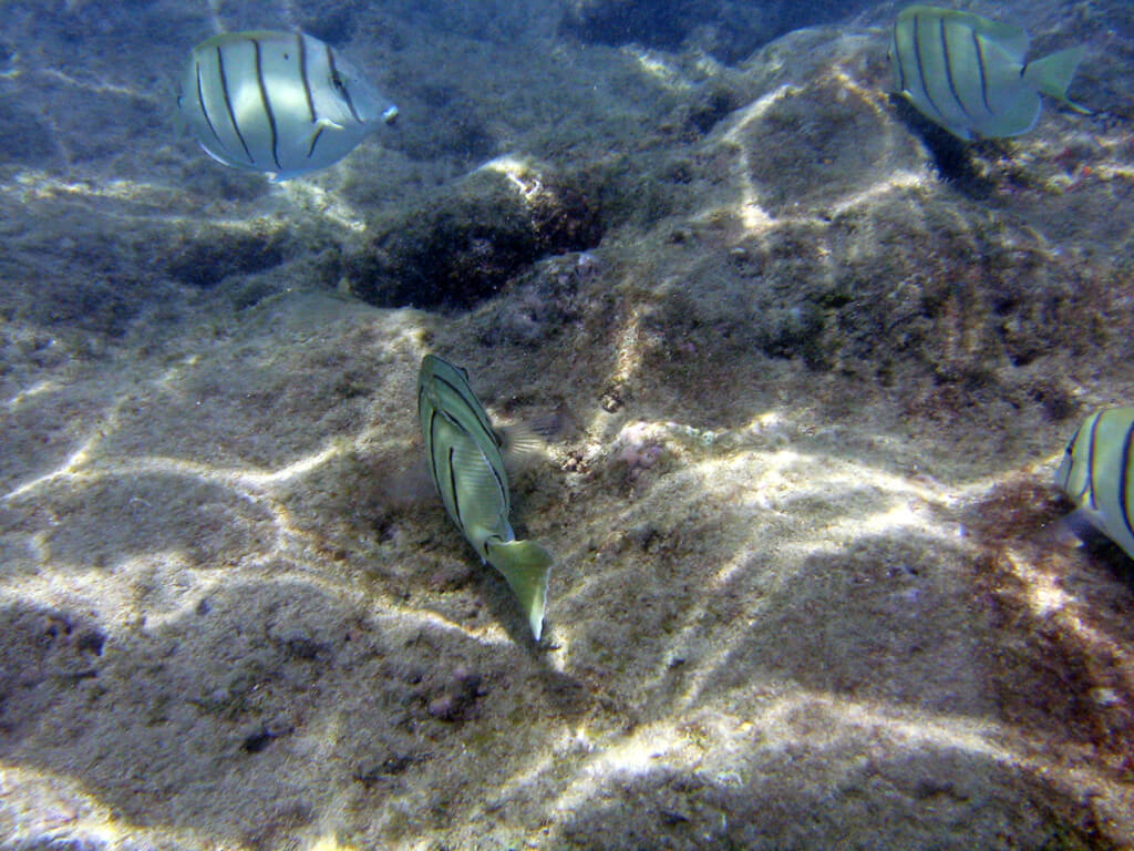 Walk-In Entry No Longer Permitted at Hanauma Bay