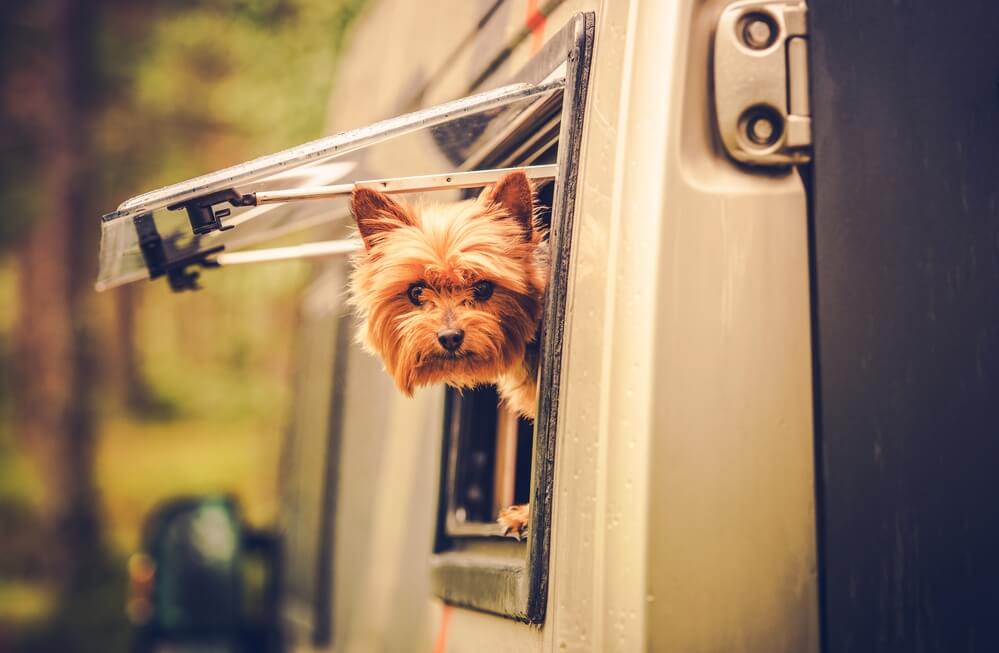 best dog ramp for your RV