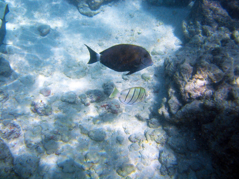 Make Your Hanauma Bay Reservation Online Jeffsetter Travel