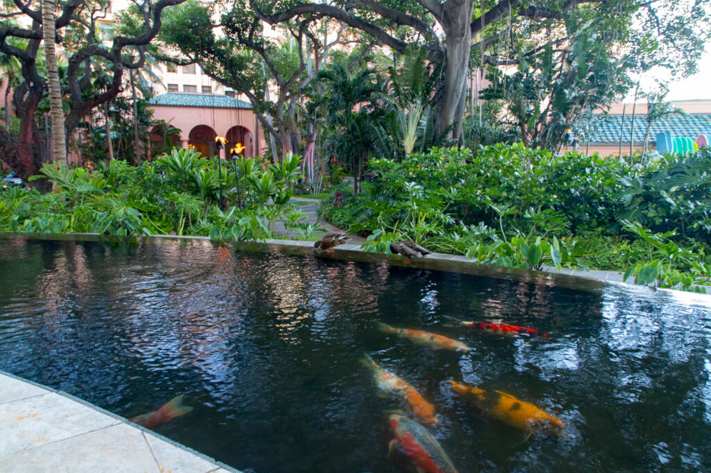 Sheraton Waikiki koi pond