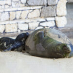 Keep Your Distance From Hawaiian Monk Seals