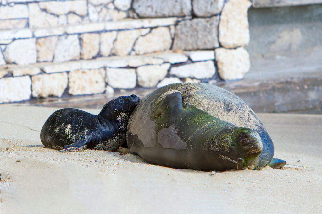 Keep Your Distance From Hawaiian Monk Seals