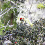 Bird-Watching at Hosmer Grove