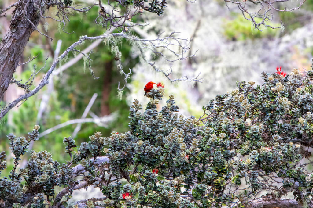 Bird-Watching at Hosmer Grove