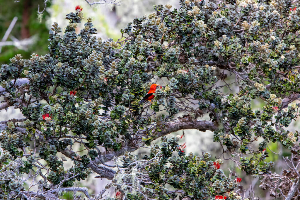 Bird-Watching at Hosmer Grove