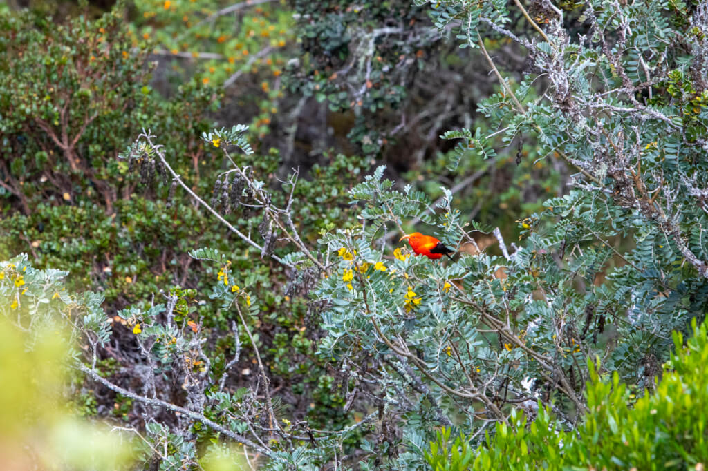 Bird-Watching at Hosmer Grove