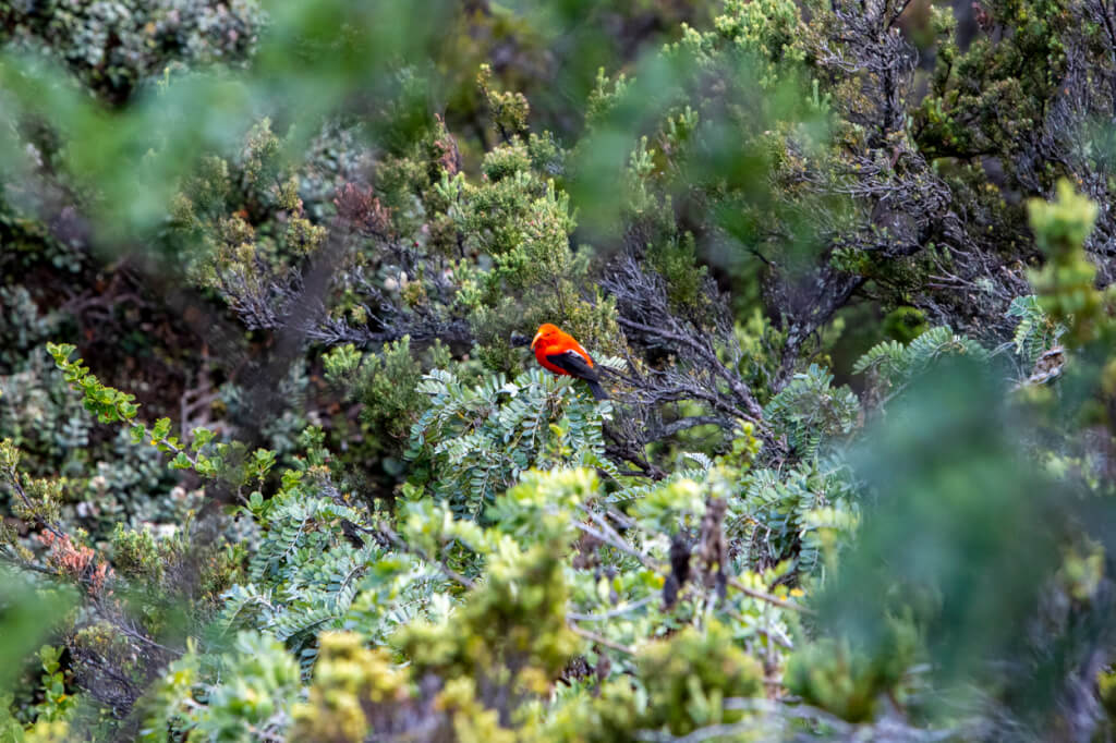 Bird-Watching at Hosmer Grove