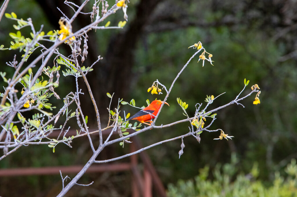 Bird-Watching at Hosmer Grove