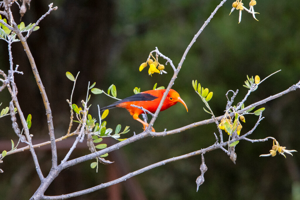 Bird-Watching at Hosmer Grove