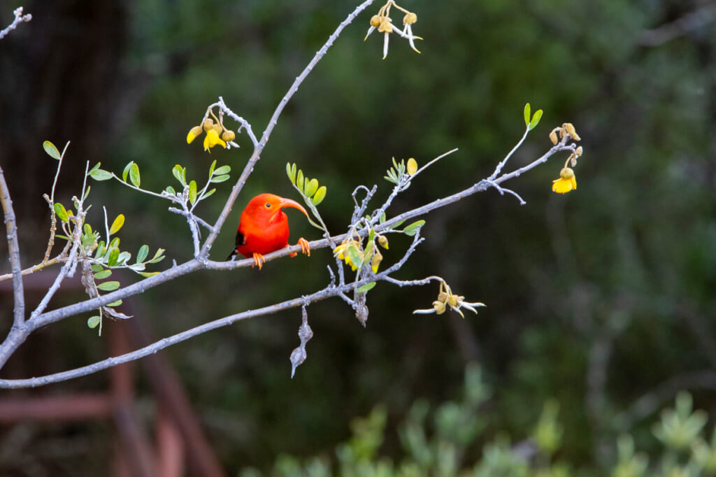 Bird-Watching at Hosmer Grove