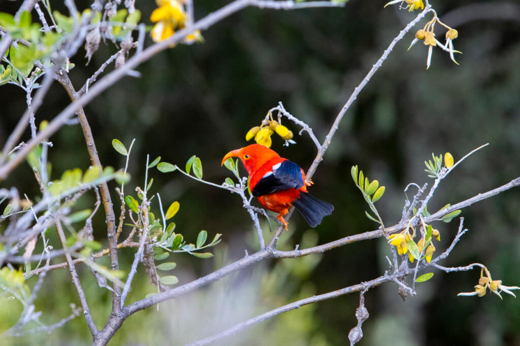 Bird-Watching at Hosmer Grove