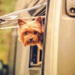 best dogs for rving
