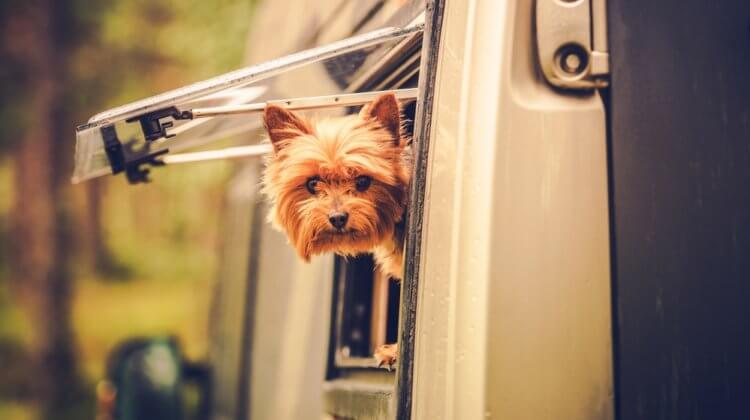 best dogs for rving