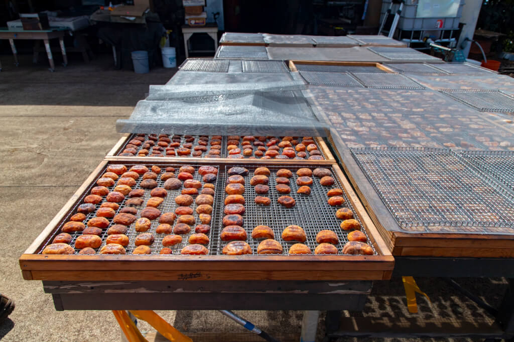 Visiting the Matsui Persimmon Farm in Kula