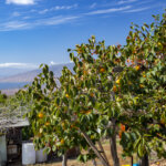 Matsui Persimmon Farm