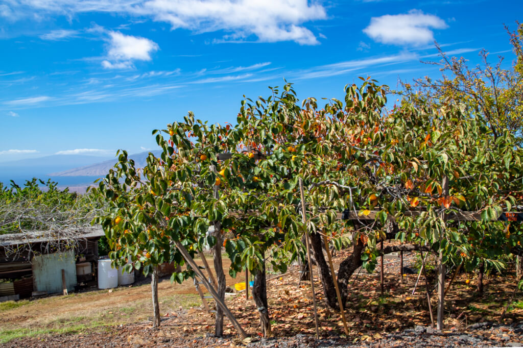 Matsui Persimmon Farm