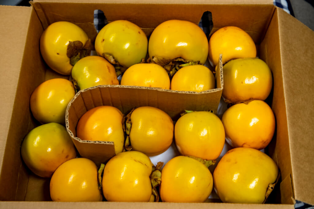 Visiting the Matsui Persimmon Farm in Kula