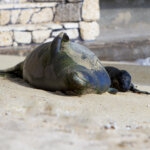 Keep Your Distance from Monk Seals