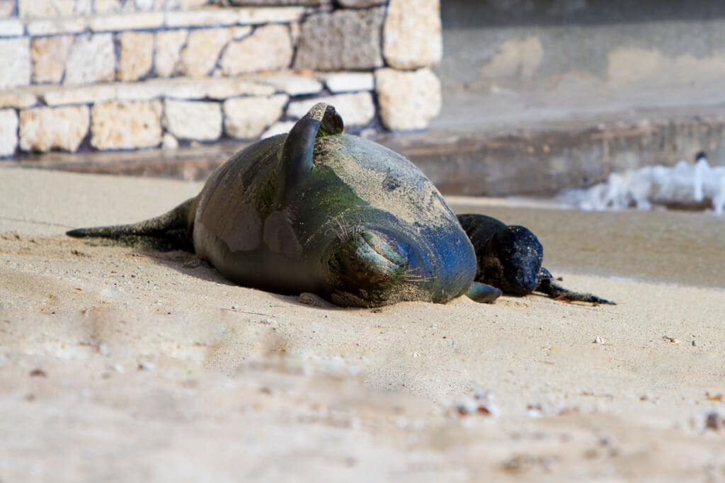 Keep Your Distance from Monk Seals