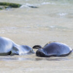 Hawaiian Monk Seal Pup PO8 Now Has a Name