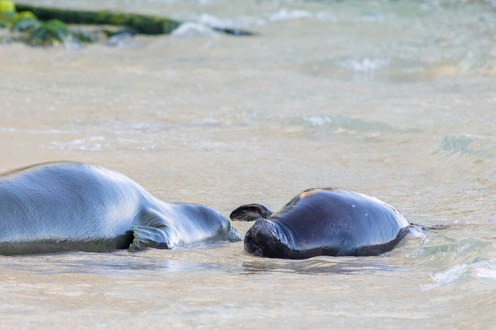 Hawaiian Monk Seal Pup PO8 Now Has a Name