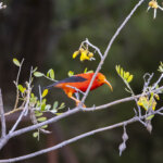 Plan to Save Hawaiian Honeycreepers