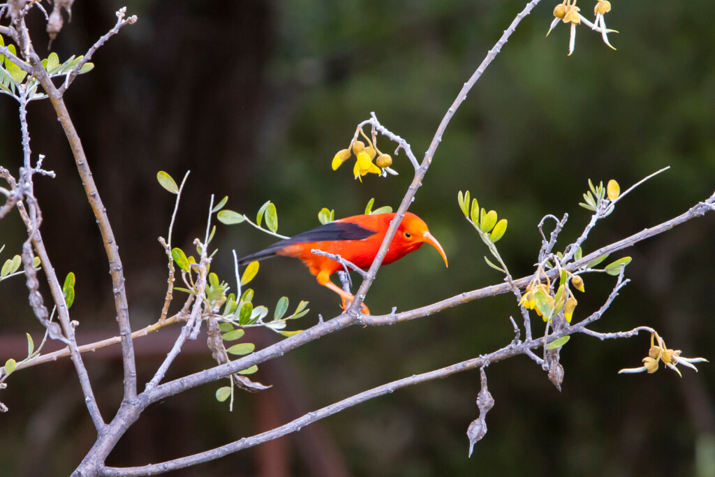 Plan to Save Hawaiian Honeycreepers