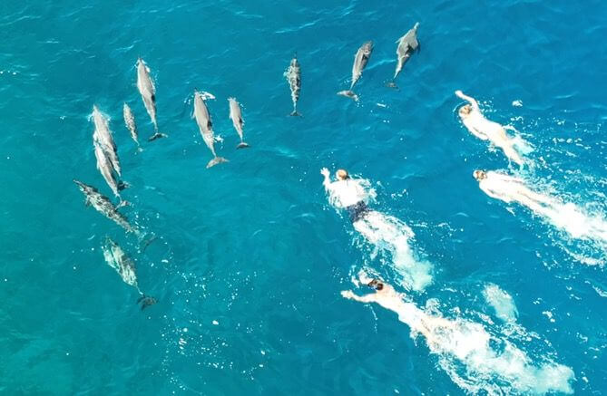 Keep Away From Wild Animals in Hawaii